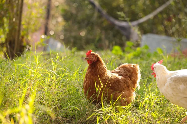 Çayırda Tavuklar Bembeyaz — Stok fotoğraf