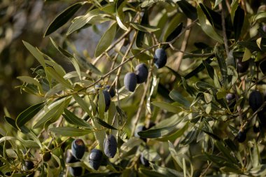 Yağ için zeytin, doğal besin arka planı için yaprak ağacı