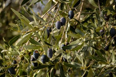 Yağ için zeytin, doğal besin arka planı için yaprak ağacı