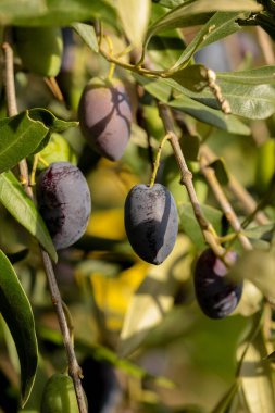 Yağ için zeytin, doğal besin arka planı için yaprak ağacı