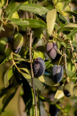 Yağ için zeytin, doğal besin arka planı için yaprak ağacı