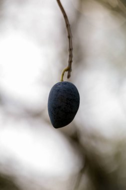 Yağ için zeytin, doğal besin arka planı için yaprak ağacı