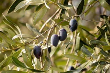 Yağ için zeytin, doğal besin arka planı için yaprak ağacı