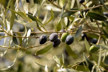 Yağ için zeytin, doğal besin arka planı için yaprak ağacı