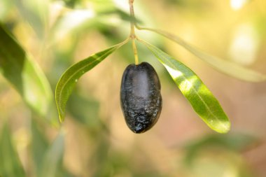 Yağ için zeytin, doğal besin arka planı için yaprak ağacı