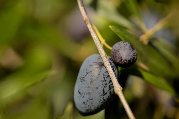 Оливковые Оливки Масла Листья Дерева Природного Продовольственного Фона — стоковое фото