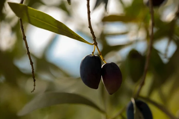 olive olives for oil , leaf tree natural food background