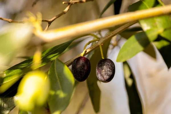 Oliven Für Blatt Baum Natürliche Lebensmittel Hintergrund — Stockfoto