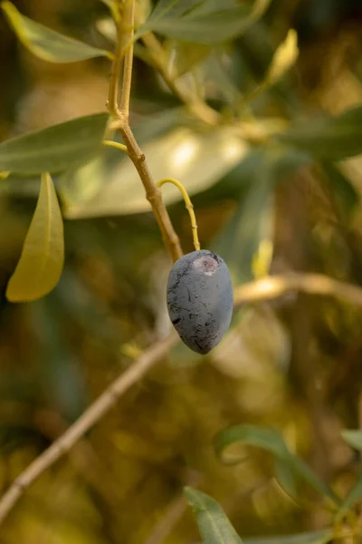 Oliven Für Blatt Baum Natürliche Lebensmittel Hintergrund — Stockfoto