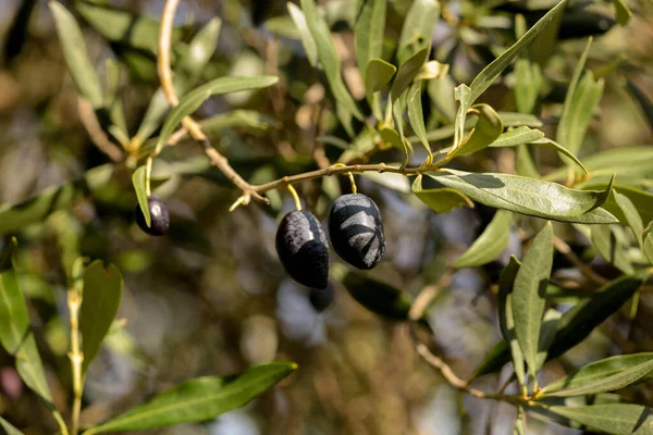 Yağ için zeytin, doğal besin arka planı için yaprak ağacı