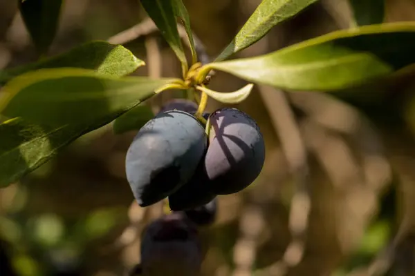 Oliven Für Blatt Baum Natürliche Lebensmittel Hintergrund — Stockfoto