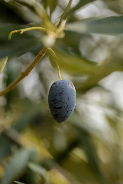 Oliven Für Blatt Baum Natürliche Lebensmittel Hintergrund — Stockfoto