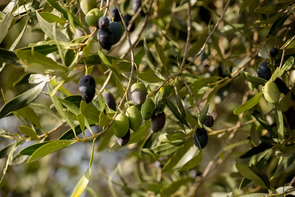 Oliven Für Blatt Baum Natürliche Lebensmittel Hintergrund — Stockfoto