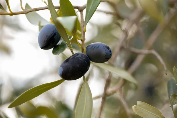 Oliven Für Blatt Baum Natürliche Lebensmittel Hintergrund — Stockfoto