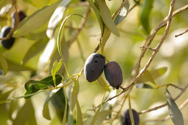 olive olives for oil , leaf tree natural food background