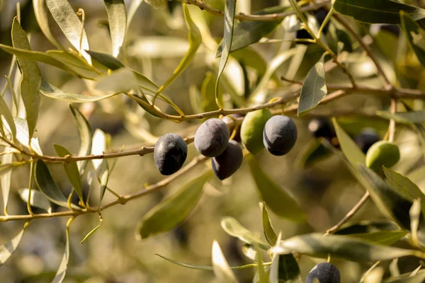olive olives for oil , leaf tree natural food background