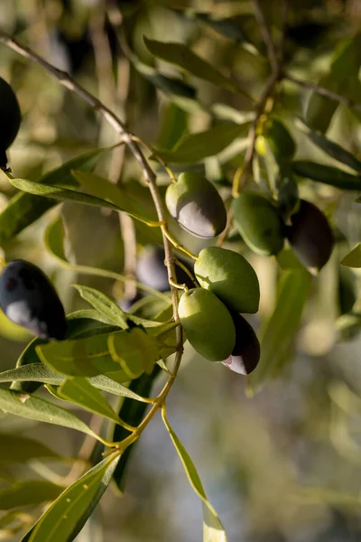 olive olives for oil , leaf tree natural food background