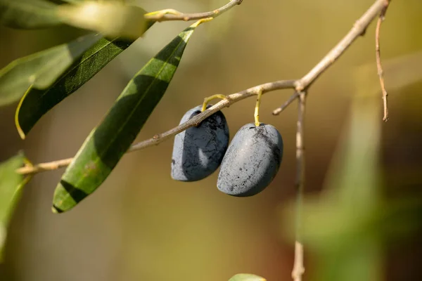 Oliven Für Blatt Baum Natürliche Lebensmittel Hintergrund — Stockfoto