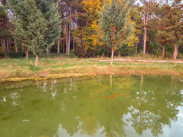 Estrada Lago Peixes Vermelhos Árvores Outono Cores Amarelas Ioannina Grécia — Fotografia de Stock