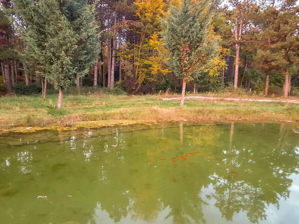 Camino Lago Peces Rojos Árboles Otoño Colores Amarillos Ioannina Grecia —  Fotos de Stock