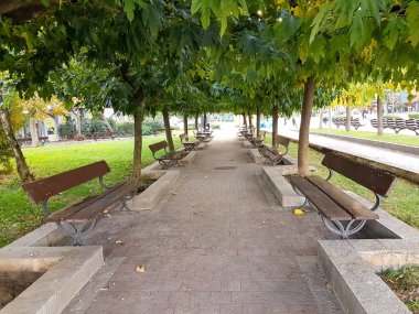 İoannina şehrinin Yunanistan şehrinde sonbaharda park yolunda yeşil yapraklar var.