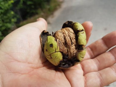 Yeşil kabuklu fındıklar ya da taze kabuklu.