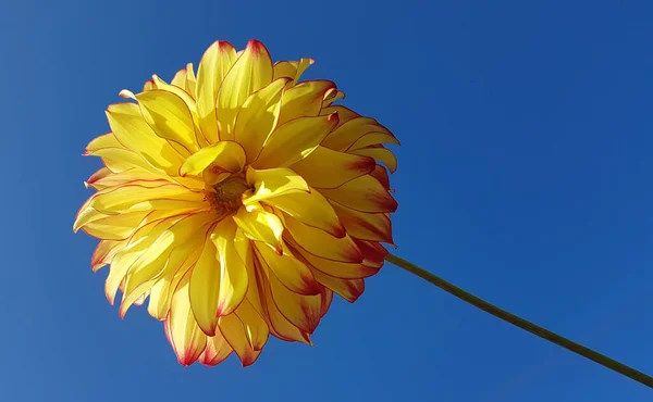 Dahlia Kwiat Żółty Ogrodzie Podwórku Domu Błękitne Niebo Tło — Zdjęcie stockowe