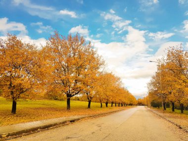 İoannina Üniversitesi 'nde sonbahar mevsiminde meşe ağaçları sarı yapraklar