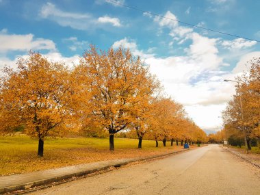 İoannina Üniversitesi 'nde sonbahar mevsiminde meşe ağaçları sarı yapraklar