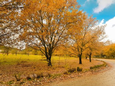 İoannina Üniversitesi 'nde sonbahar mevsiminde meşe ağaçları sarı yapraklar