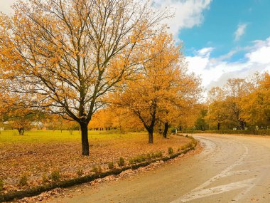 İoannina Üniversitesi 'nde sonbahar mevsiminde meşe ağaçları sarı yapraklar