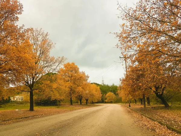 オークの木イオアニナ大学の秋の紅葉 — ストック写真