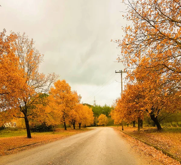 Chênes Jaunes Feuilles Automne Université Ioannina Grecque — Photo