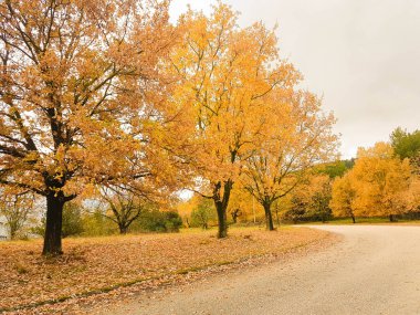 İoannina Üniversitesi 'nde sonbahar mevsiminde meşe ağaçları sarı yapraklar