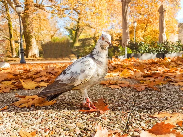 Pombo Pássaro Enorme Fundo Outono — Fotografia de Stock