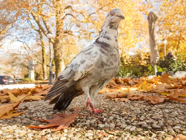 Piccione Uccello Chiudere Enorme Grande Autunno — Foto Stock