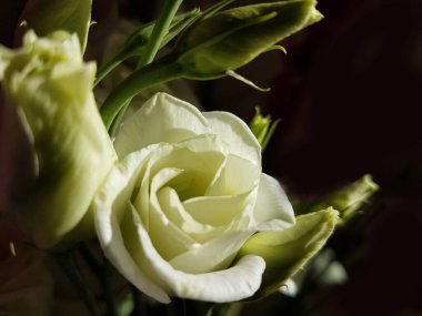 Beyaz güller. Siyah arka planda taze.