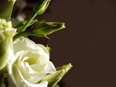 Beyaz güller. Siyah arka planda taze.