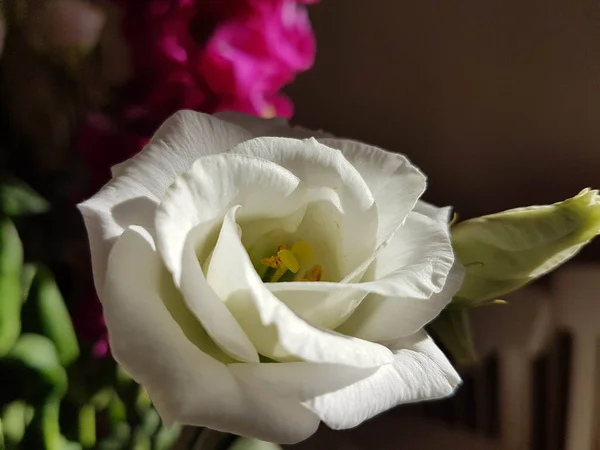 Rosas Branco Pouco Fresco Fundo Preto — Fotografia de Stock