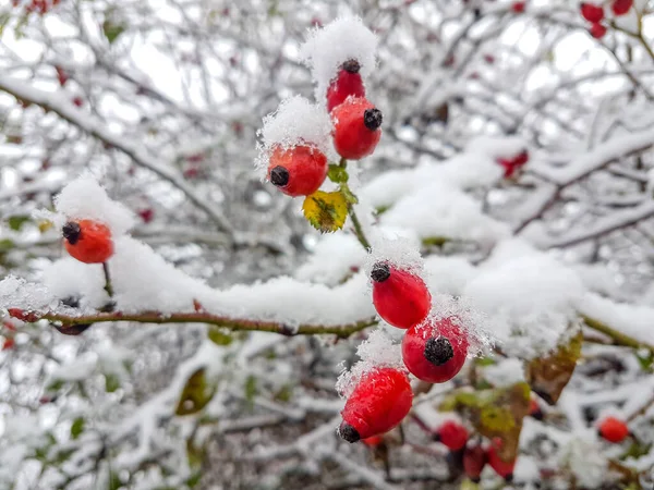 Frost Blomster Græs Frisk Sne Vinter Sæson Baggrund Natur - Stock-foto