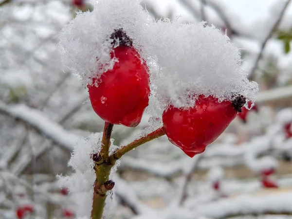 Flores Heladas Hierba Nieve Fresca Invierno Estación Fondo Naturaleza —  Fotos de Stock