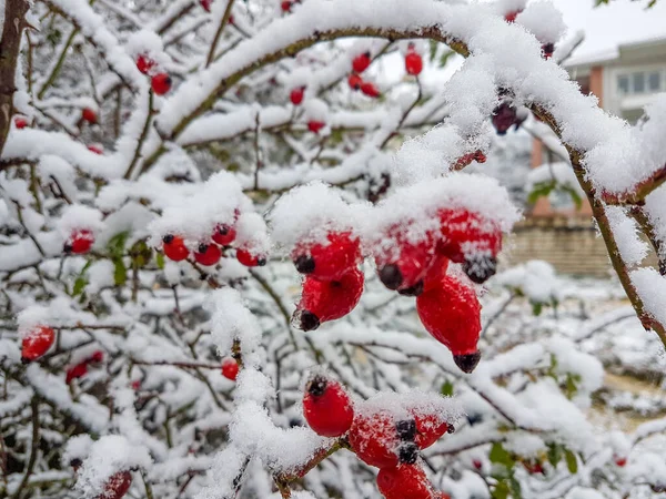 Frost Blommor Gräs Nysnö Vinter Säsong Bakgrund Natur — Stockfoto