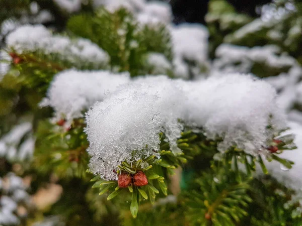 Gelo Fiori Erba Fresco Neve Inverno Stagione Sfondo Natura — Foto Stock