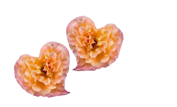 Rosas Coração Corações Valentine Amor Isolado Cores Fundo Fevereiro Dia — Fotografia de Stock