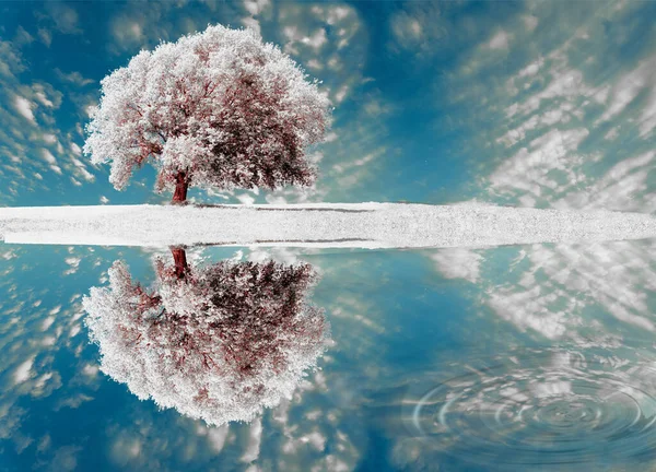 Дерево Снег Лед Один Большой Изолированный Лугу Весенней Окружающей Среде — стоковое фото