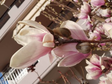 Çiçekler tomurcuklanır manolya parfümü gökyüzü bahar mevsimi pembe