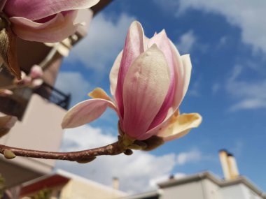 Çiçekler tomurcuklanır manolya parfümü gökyüzü bahar mevsimi pembe