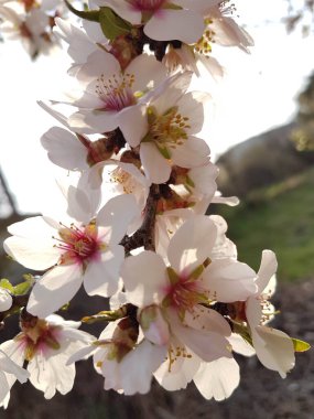 Badem bademleri ağaç çiçeği arkaplanı izole edilmiş mavi gökyüzü arkaplanını parçalıyor