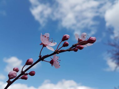 Arkaplanda çiçekler tomurcuklanır.