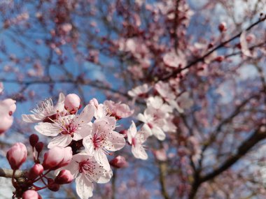 Arkaplanda çiçekler tomurcuklanır.